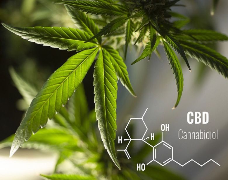 cannabis leaf