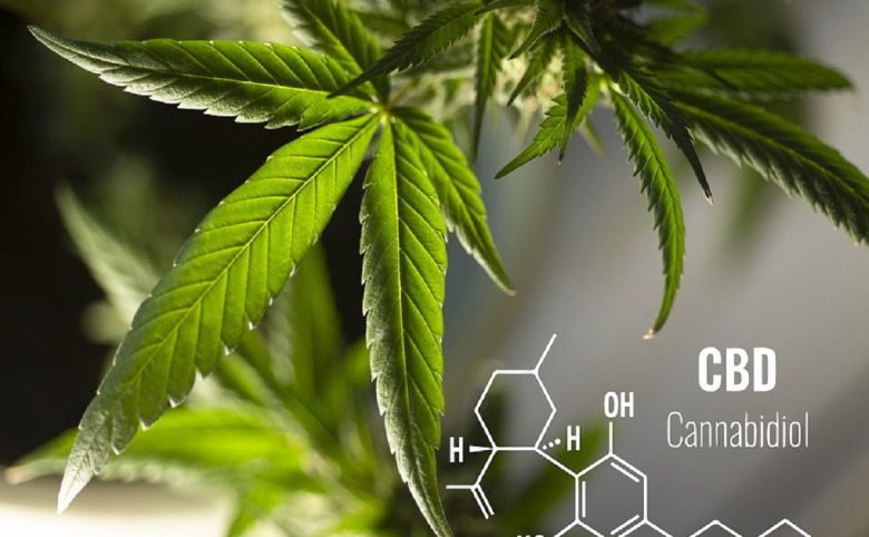 cannabis leaf
