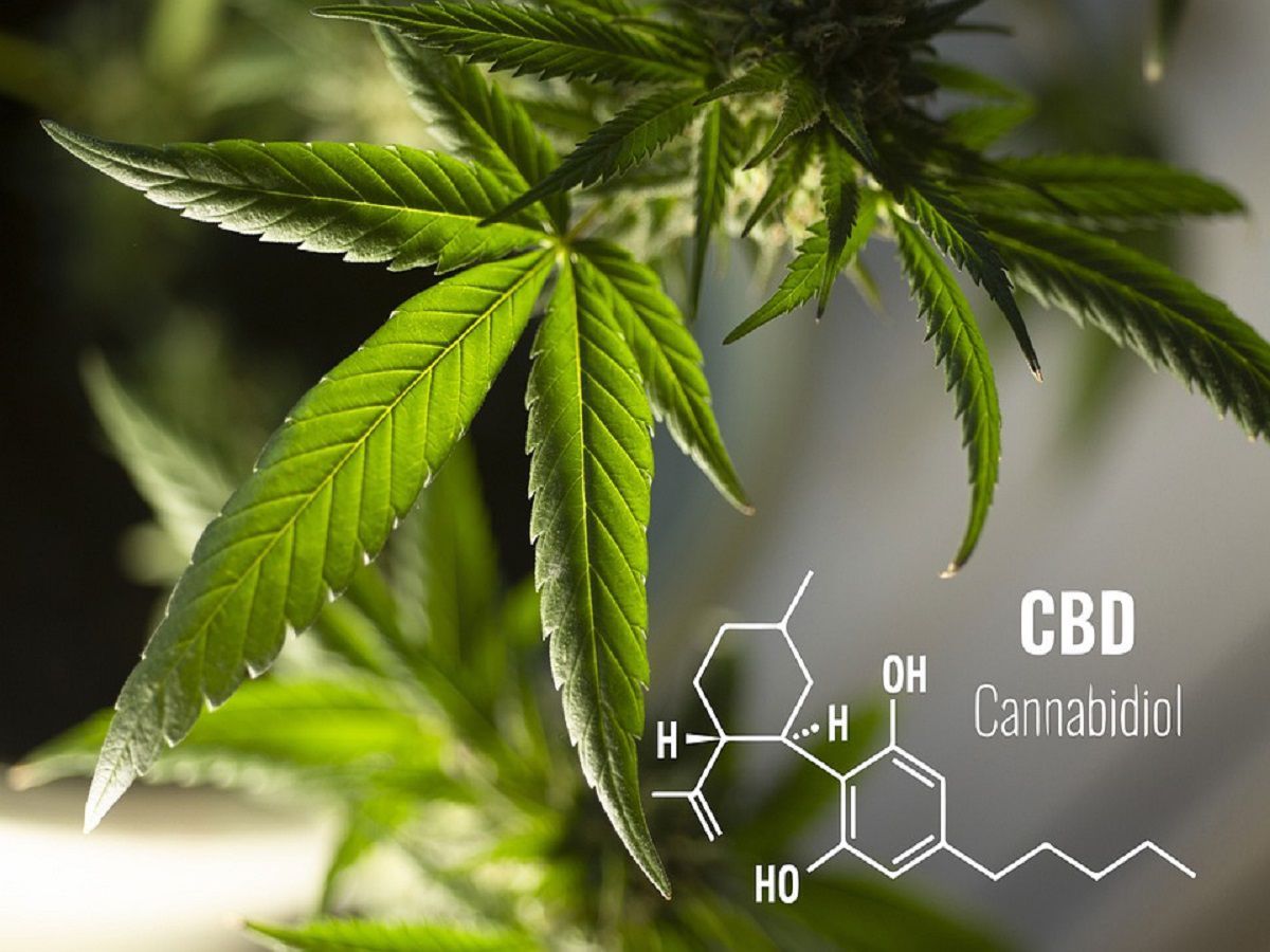 cannabis leaf