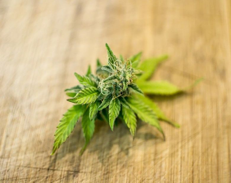 cannabis flower