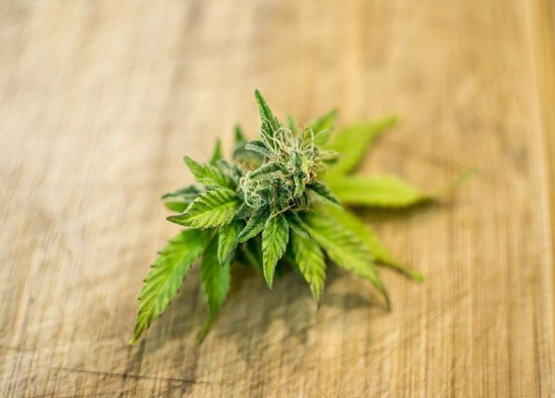 cannabis flower