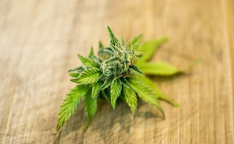 cannabis flower