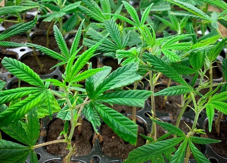 Cannabis plant clones genetics strains starts
