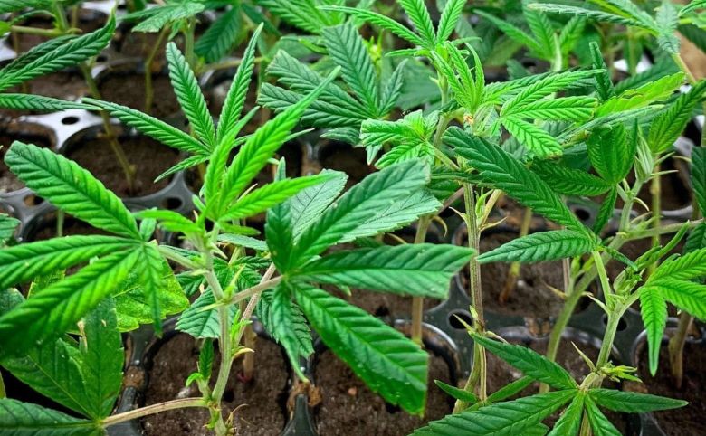 Cannabis plant clones genetics strains starts