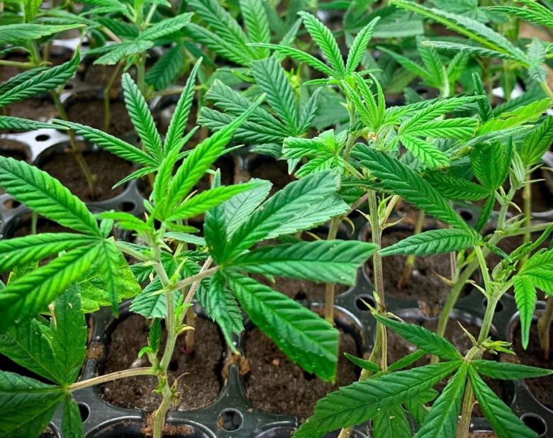 Cannabis plant clones genetics strains starts