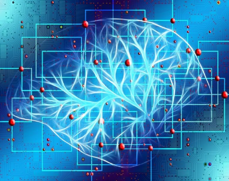 brain