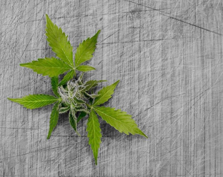 cannabis bud leaf plant