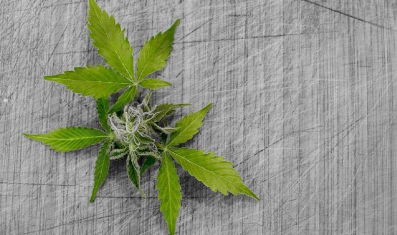 cannabis bud leaf plant