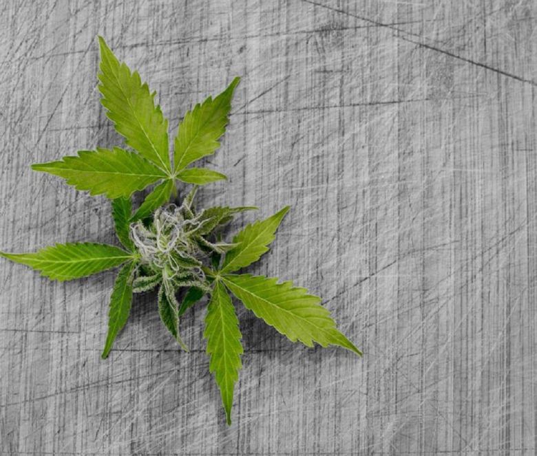 cannabis bud leaf plant