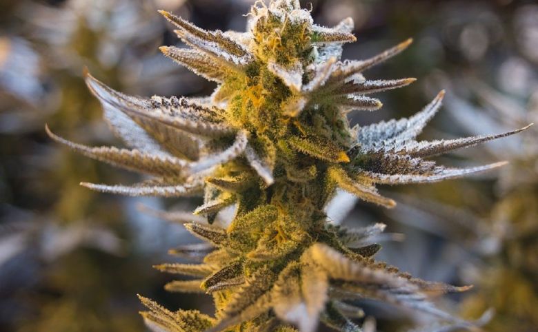 Cannabis Flower