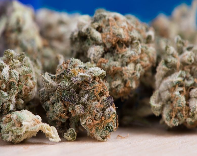 cannabis flower buds