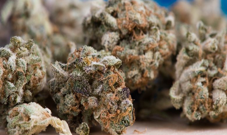 cannabis flower buds