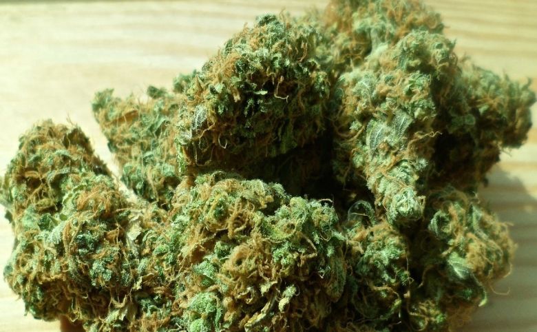 cannabis flower buds