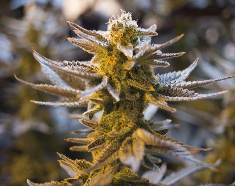 Cannabis Flower