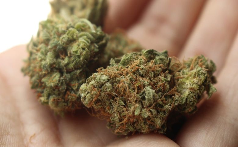 cannabis flower