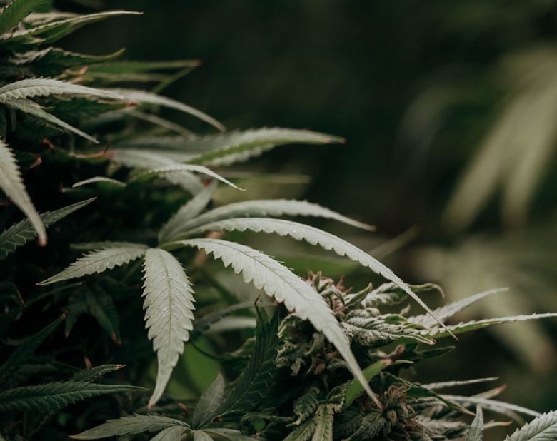 cannabis flower plants buds garden