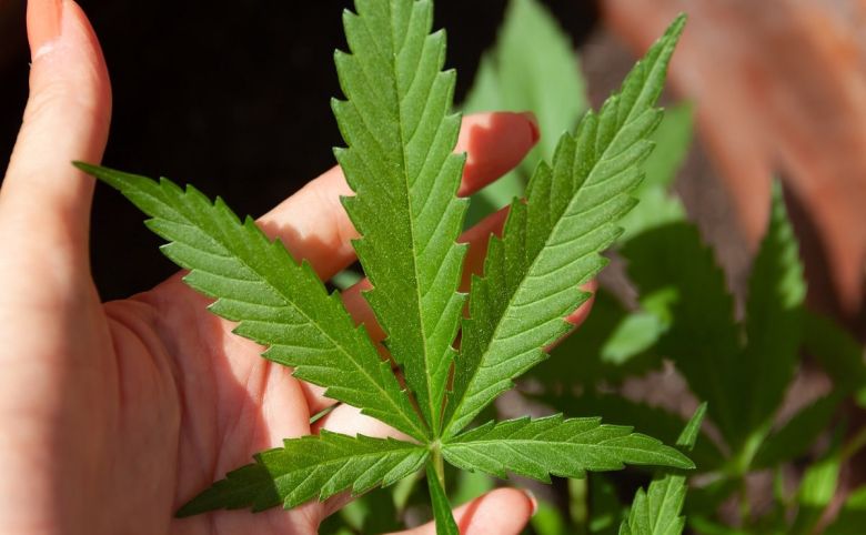 cannabis leaf leaves plant