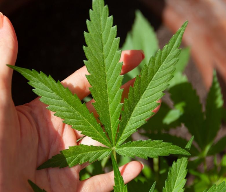 cannabis leaf leaves plant