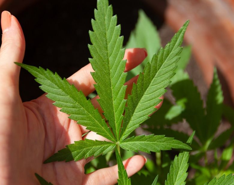 cannabis leaf leaves plant