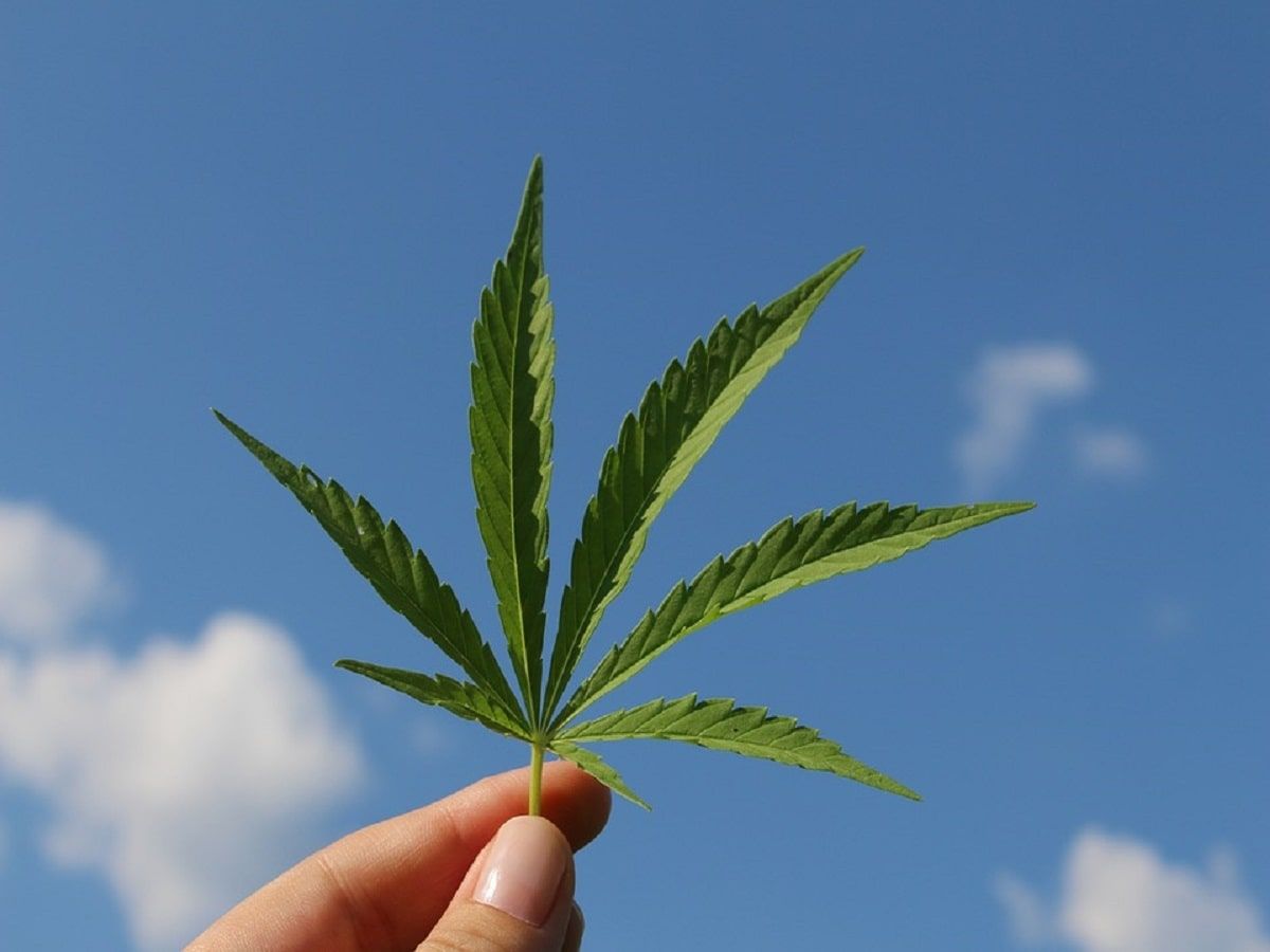 cannabis hemp leaf