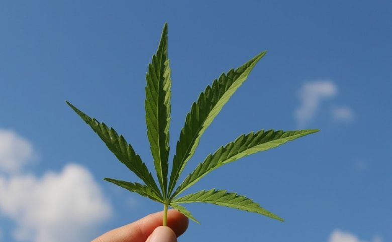 cannabis hemp leaf