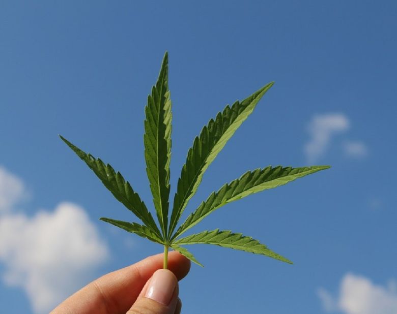 cannabis hemp leaf