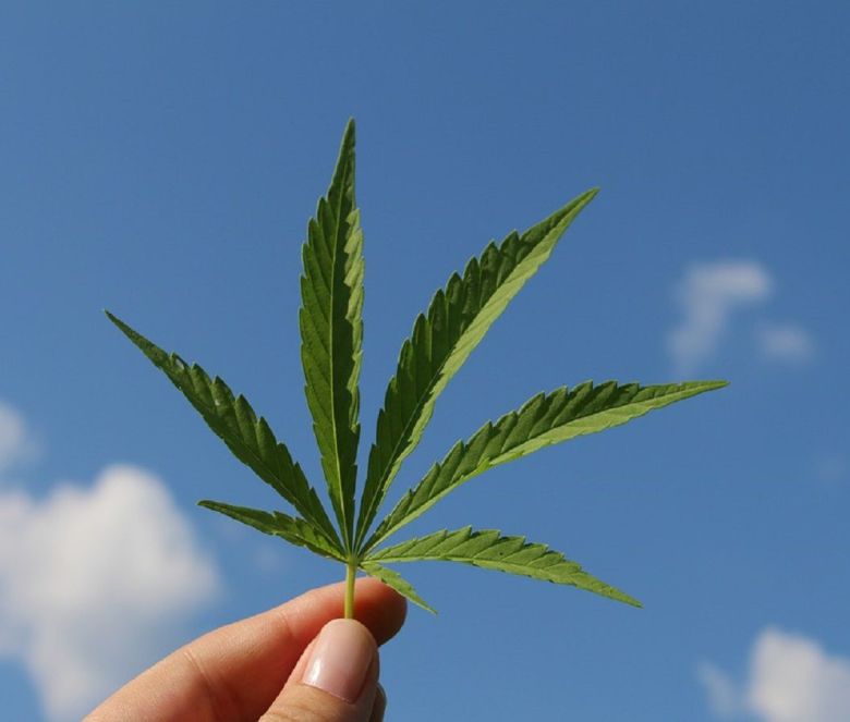 cannabis leaf