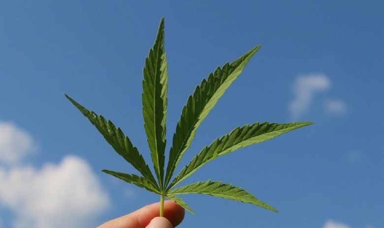 cannabis leaf