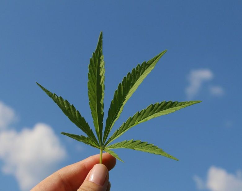cannabis leaf