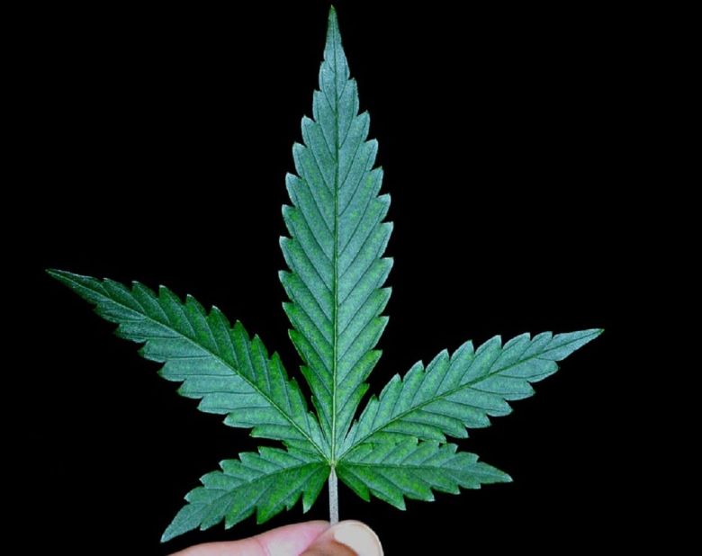 cannabis leaf