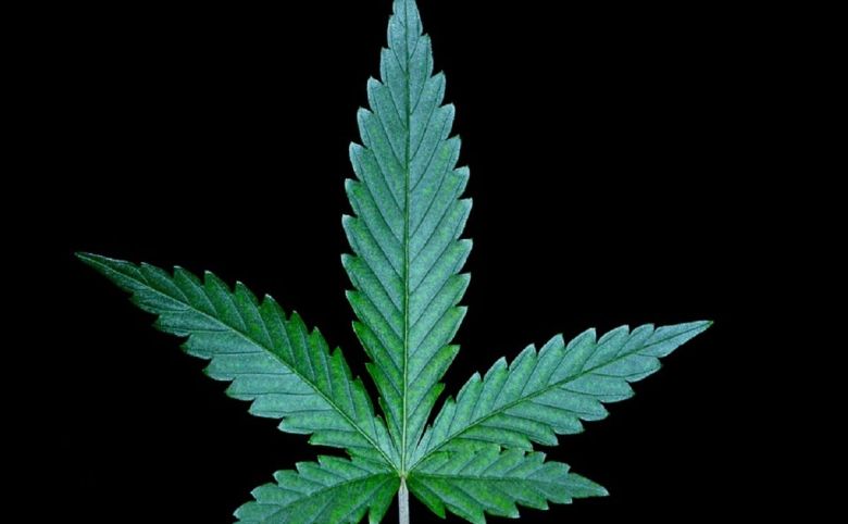 cannabis leaf
