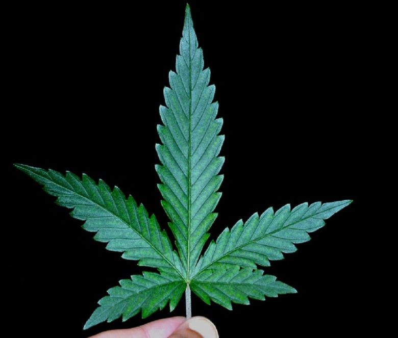 cannabis leaf