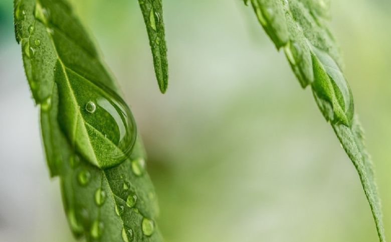 cannabis leaf