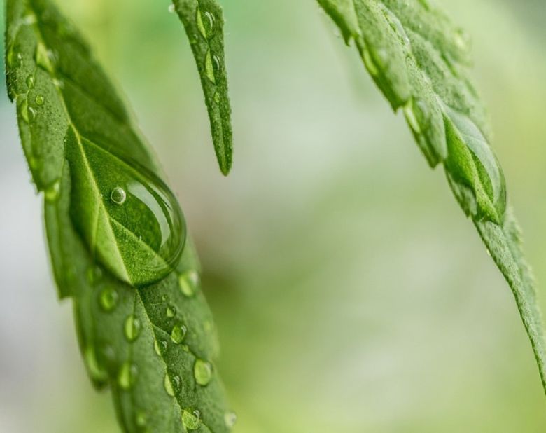 cannabis leaf