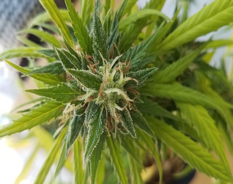 cannabis plant bud flower