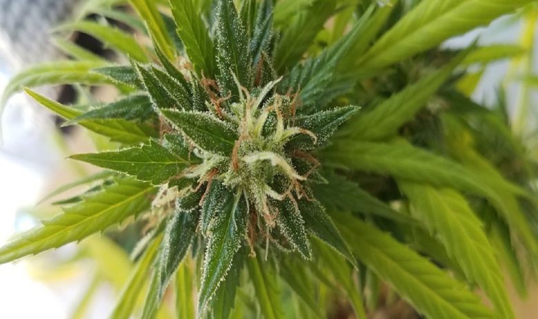 cannabis plant bud flower