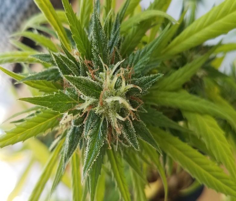 cannabis plant bud flower