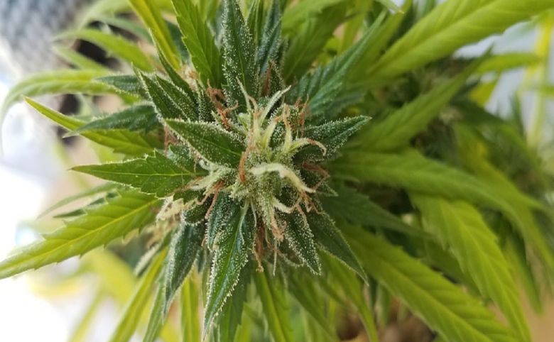 cannabis plant bud flower