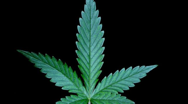 cannabis plant fan water leaf