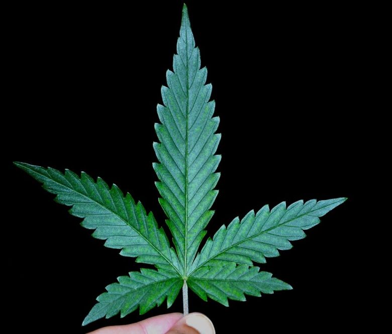 cannabis plant fan water leaf