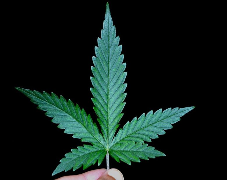 cannabis plant fan water leaf
