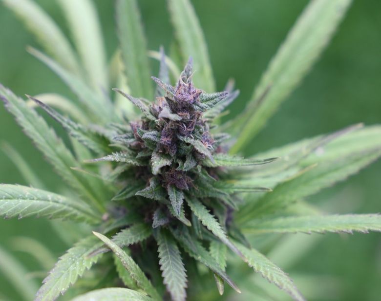 cannabis plant flower bud garden