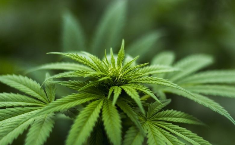 cannabis plant flower garden