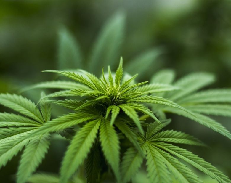 cannabis plant flower garden