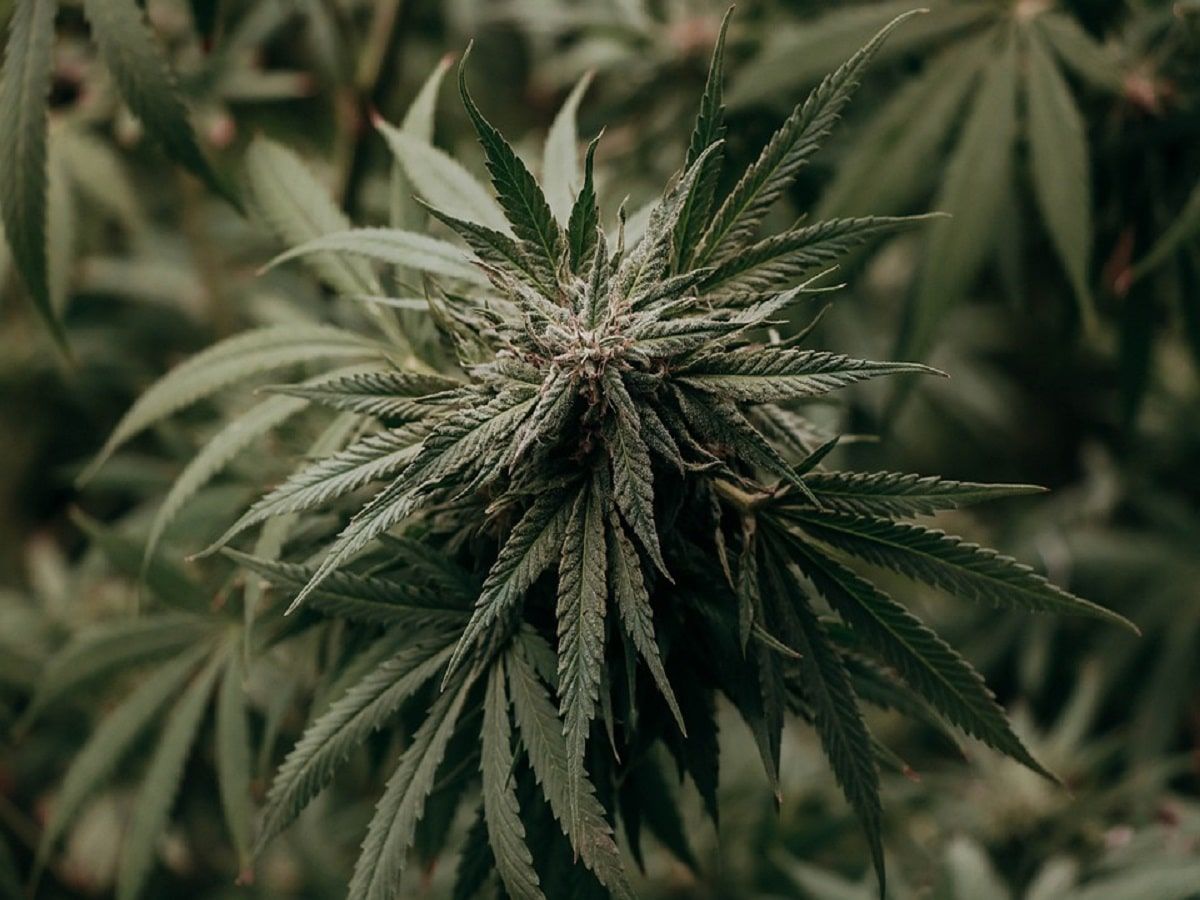 cannabis plant garden