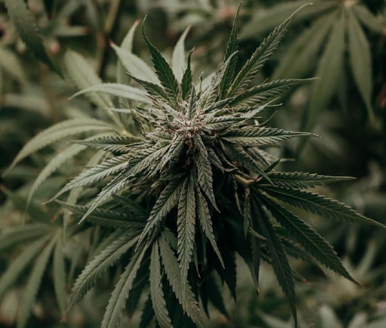 cannabis plant garden