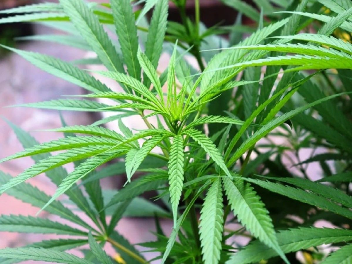 cannabis plant leaves