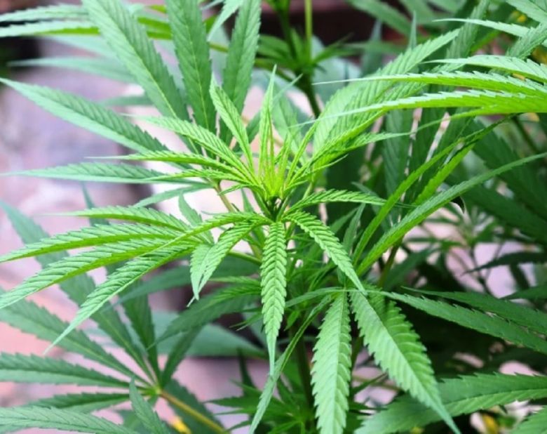 cannabis plant leaves
