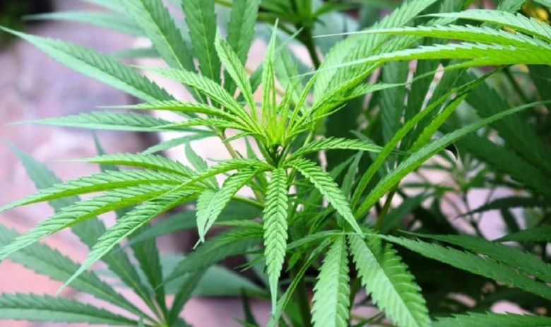 cannabis plant leaves