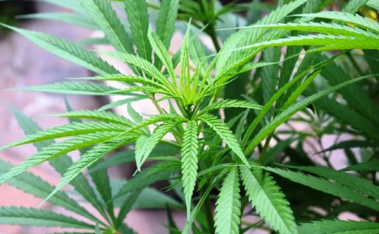 cannabis plant leaves